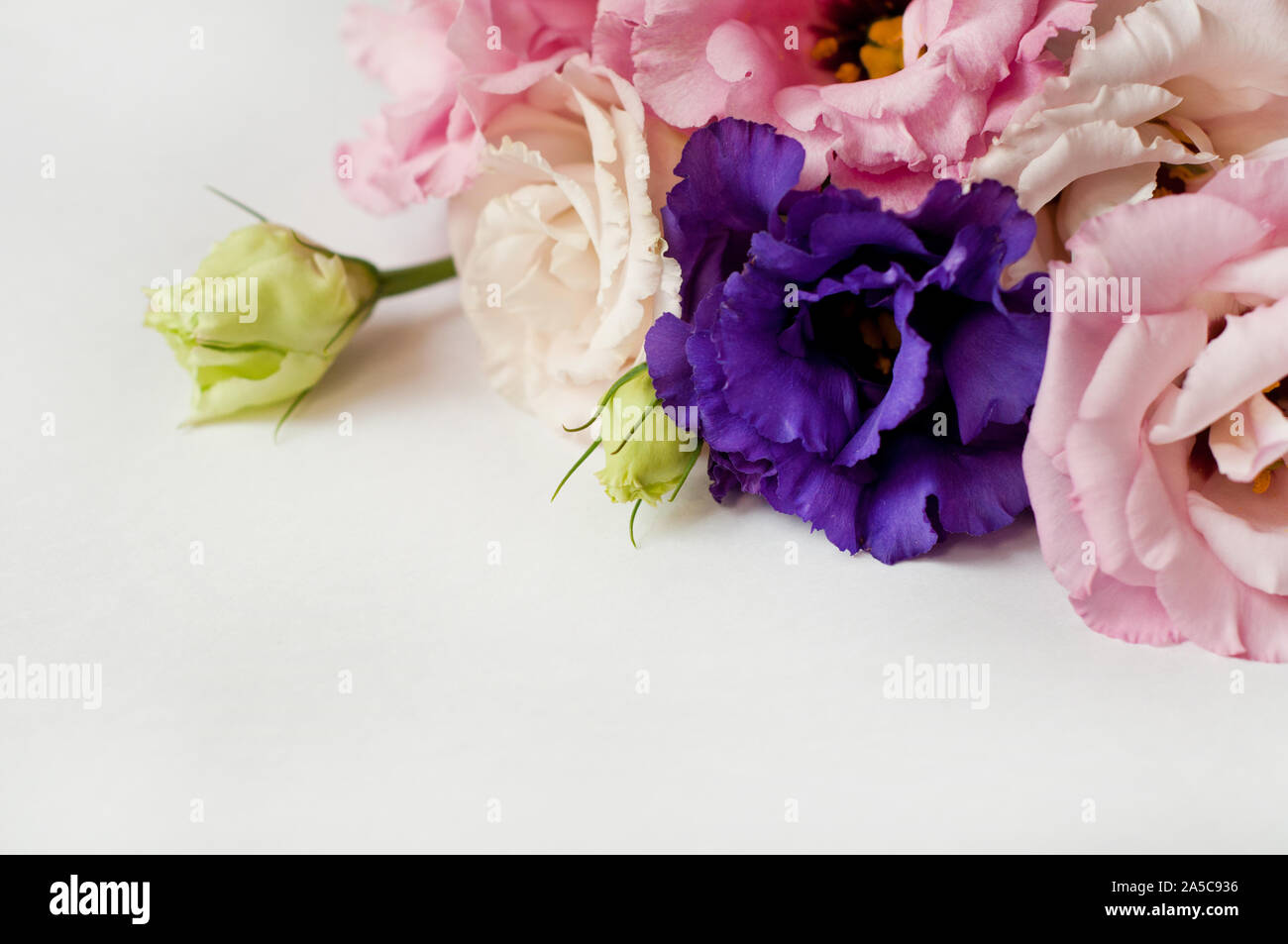 Bella rosa, viola e bianco fiore eustoma (lisianthus) in piena fioritura con foglie verdi. Bouquet di Fiori su fondo bianco. Lay piatto. Foto Stock