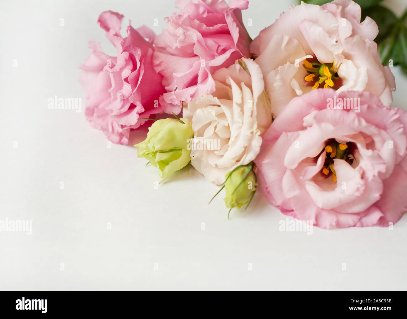 Di un bel colore rosa e bianco fiore eustoma (lisianthus) in piena fioritura con foglie verdi. Bouquet di Fiori su fondo bianco. Foto Stock