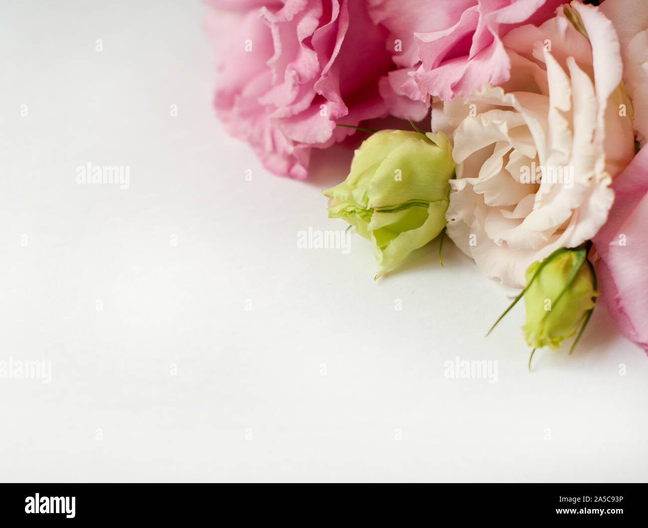 Di un bel colore rosa e bianco fiore eustoma (lisianthus) in piena fioritura con foglie verdi. Bouquet di Fiori su fondo bianco. Foto Stock