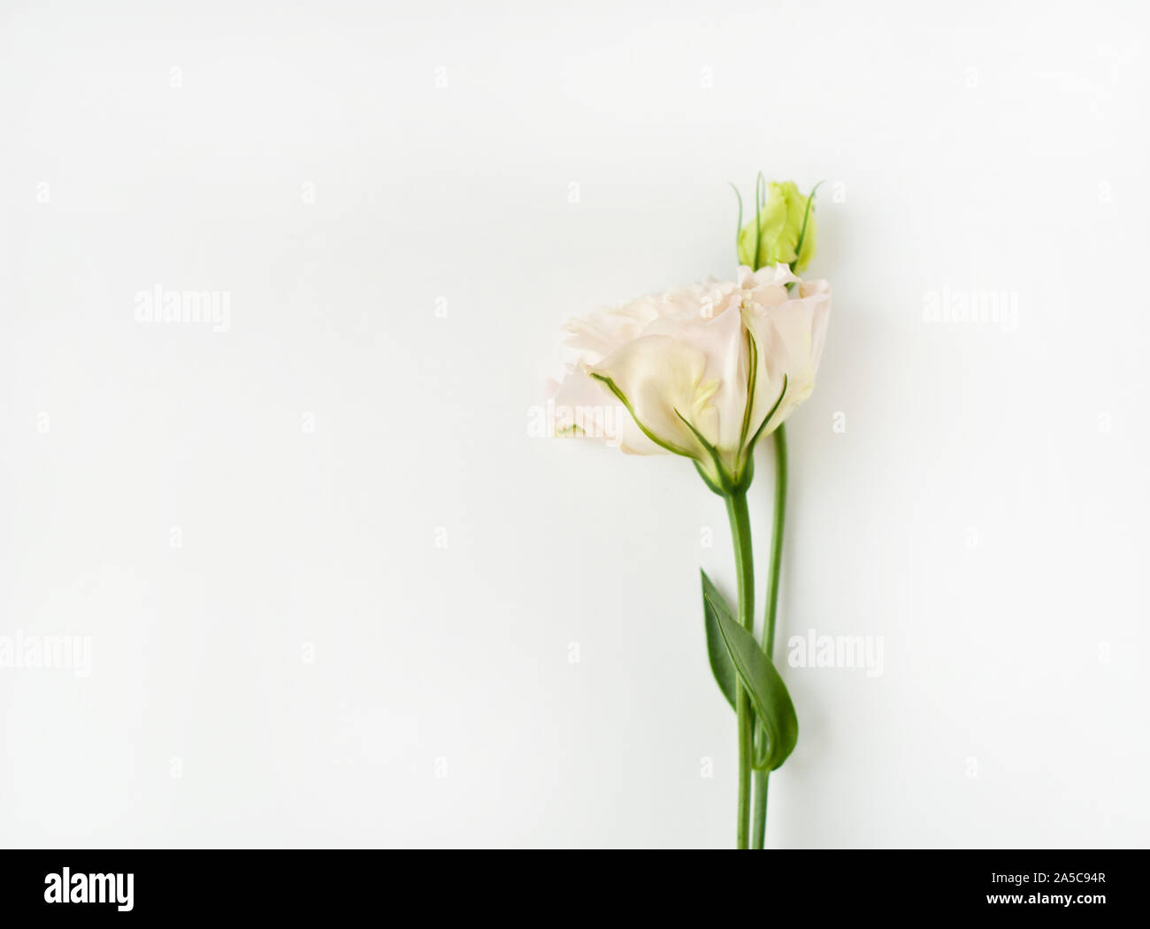 Bella Bianco fiore eustoma (lisianthus) in piena fioritura con foglie verdi. Foto Stock