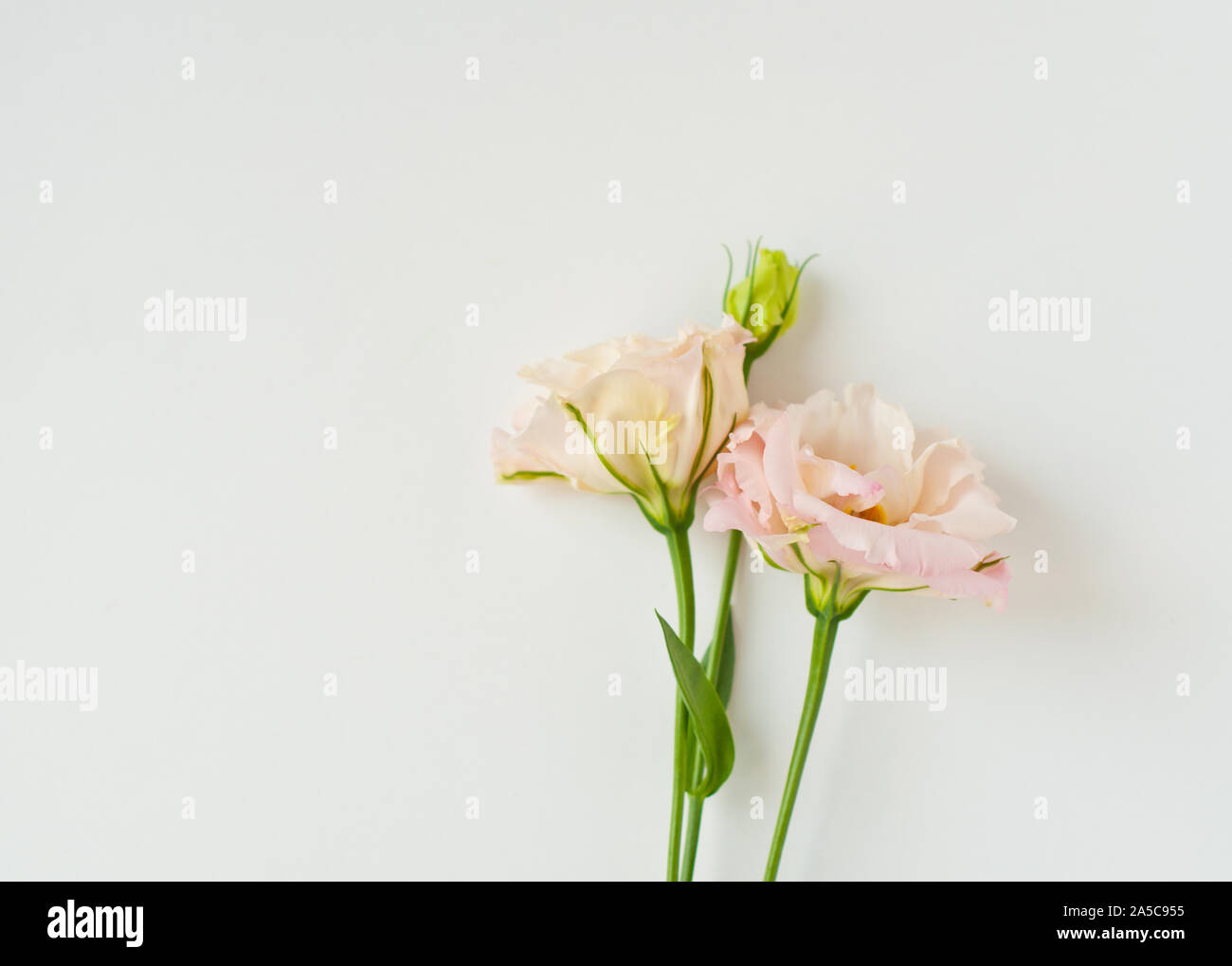 Bella Bianco fiore eustoma (lisianthus) in piena fioritura con foglie verdi. Foto Stock