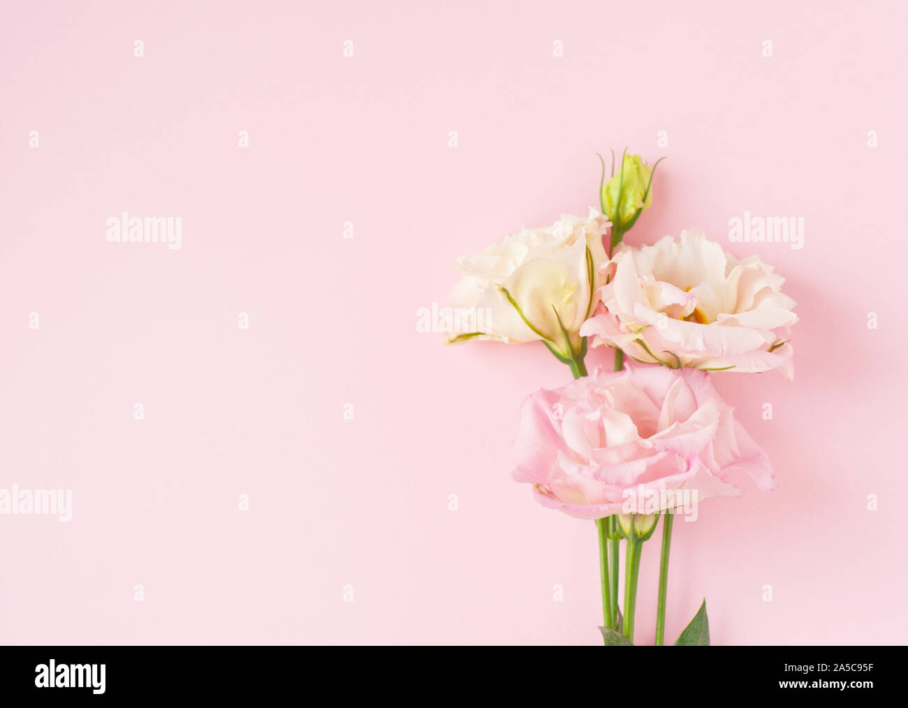 Di un bel colore rosa e bianco fiore eustoma (lisianthus) in piena fioritura con foglie verdi. Bouquet di fiori su sfondo rosa. Foto Stock