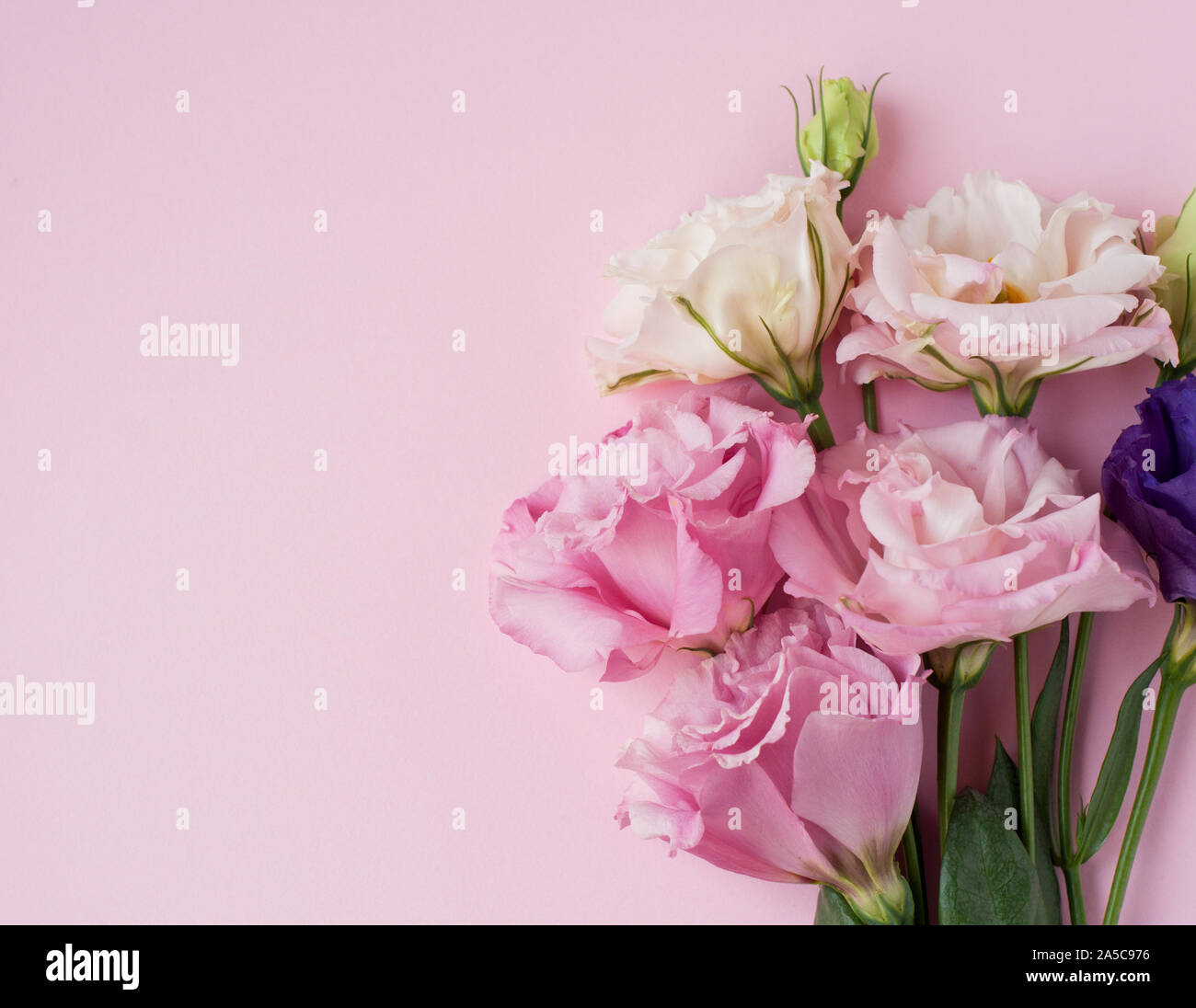 Bella rosa, viola e bianco fiore eustoma (lisianthus) in piena fioritura con foglie verdi. Bouquet di fiori su sfondo rosa. Foto Stock