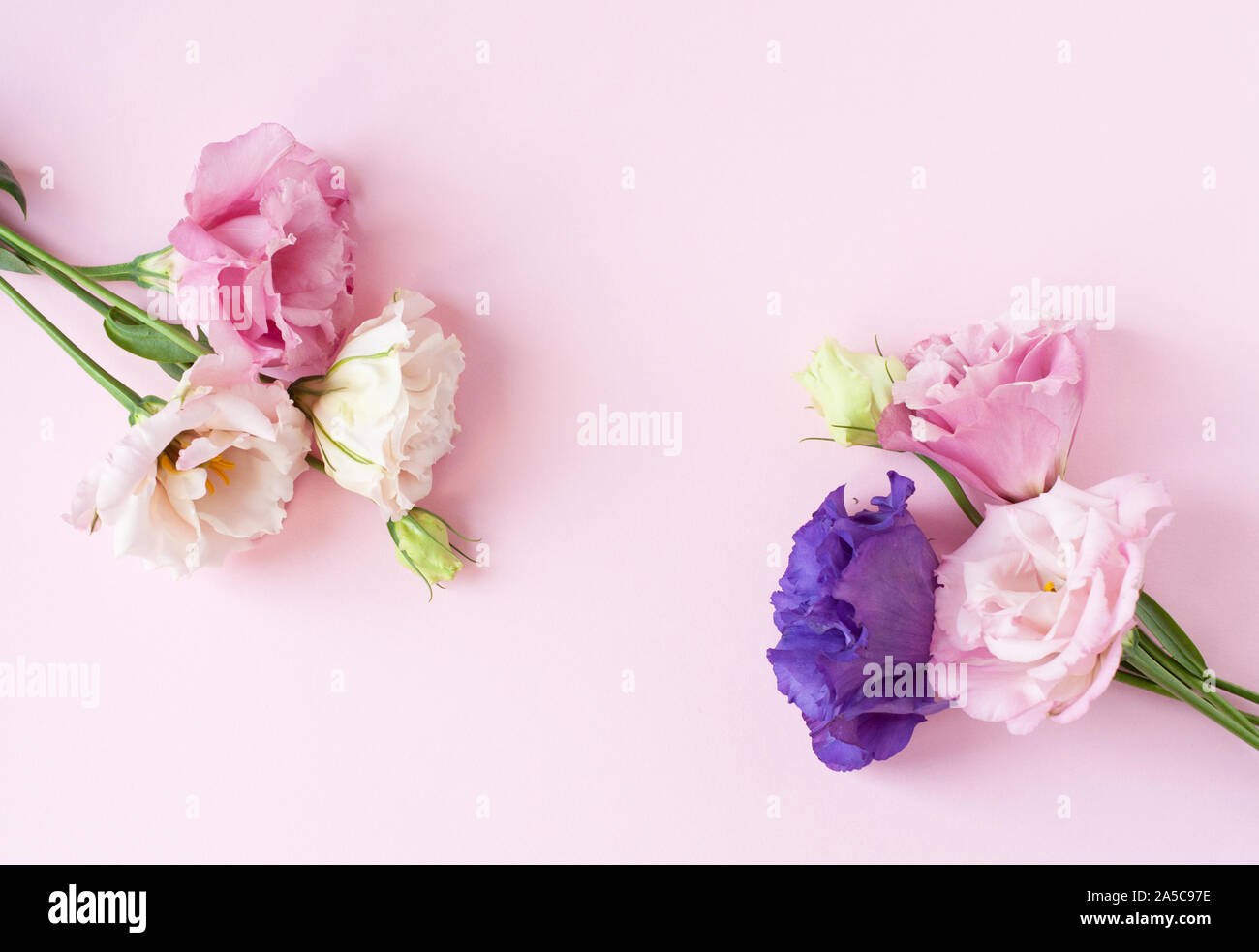 Bella rosa, viola e bianco fiore eustoma (lisianthus) in piena fioritura con foglie verdi. Bouquet di fiori su sfondo rosa.Flat laici. Foto Stock