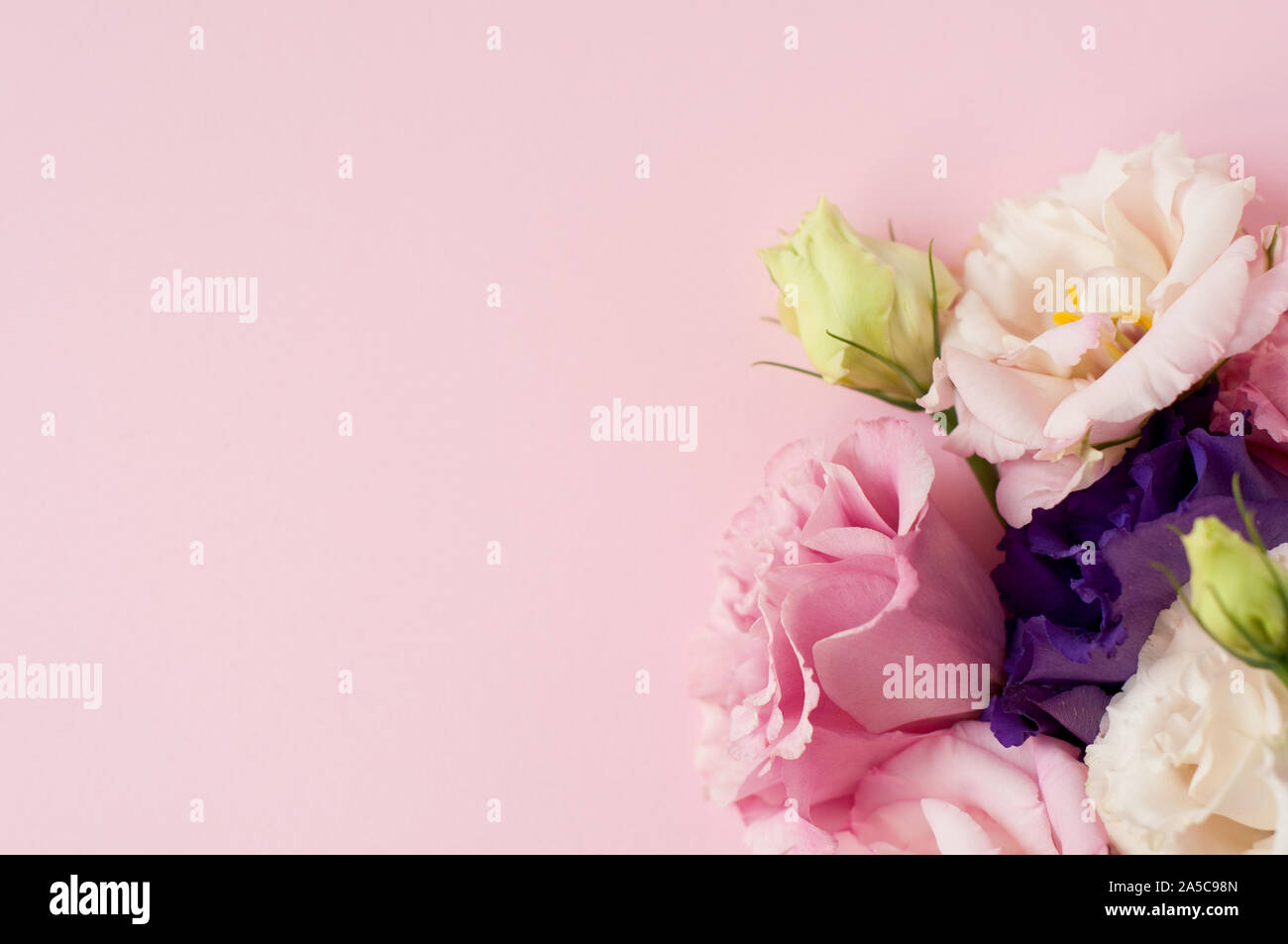 Bella rosa, viola e bianco fiore eustoma (lisianthus) in piena fioritura con foglie verdi. Bouquet di fiori su sfondo rosa. Lay piatto. Foto Stock