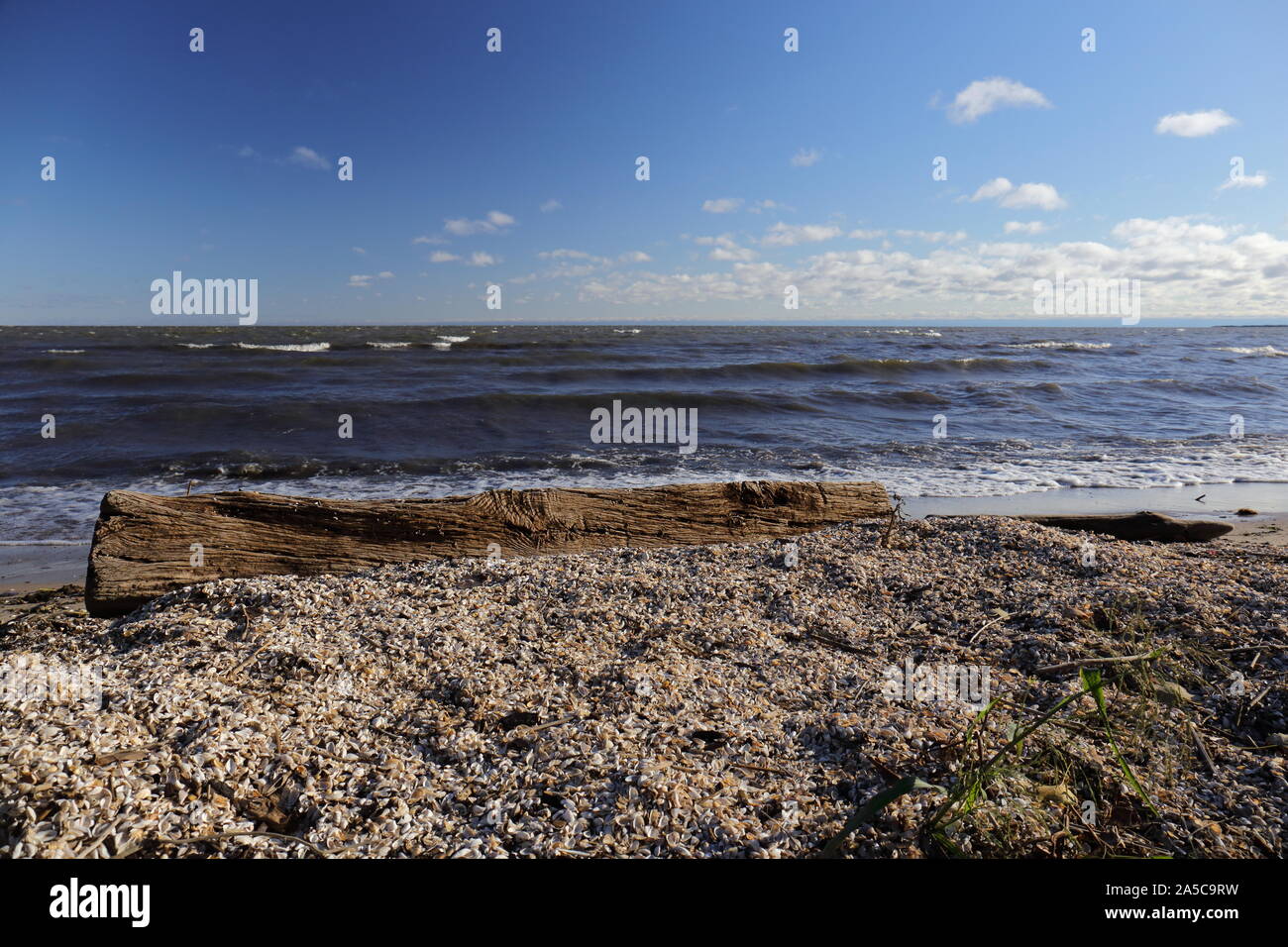 Zebra mussel gusci che copre una spiaggia lungo la costa della Baia di Saginaw Foto Stock