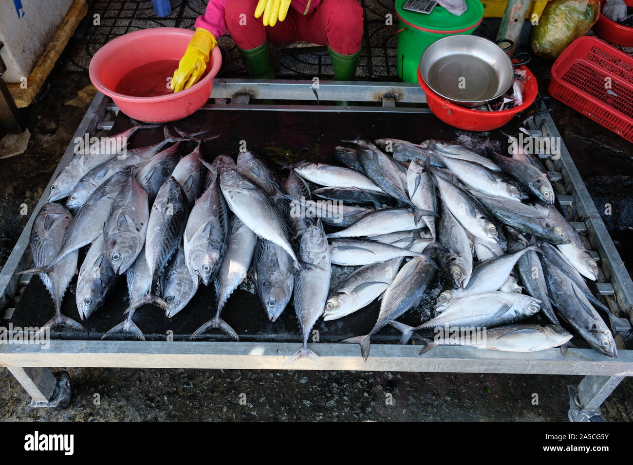 Il Vietnam Phu Quoc Duong Dong Mercato - venditore di pesce Foto Stock