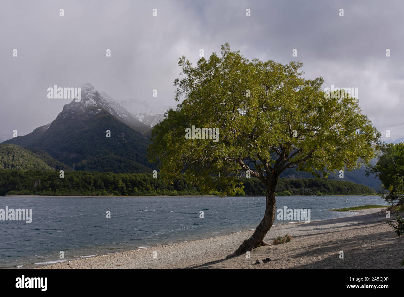 Verde albero solitario contro il lago e cime montagne delle Ande Foto Stock