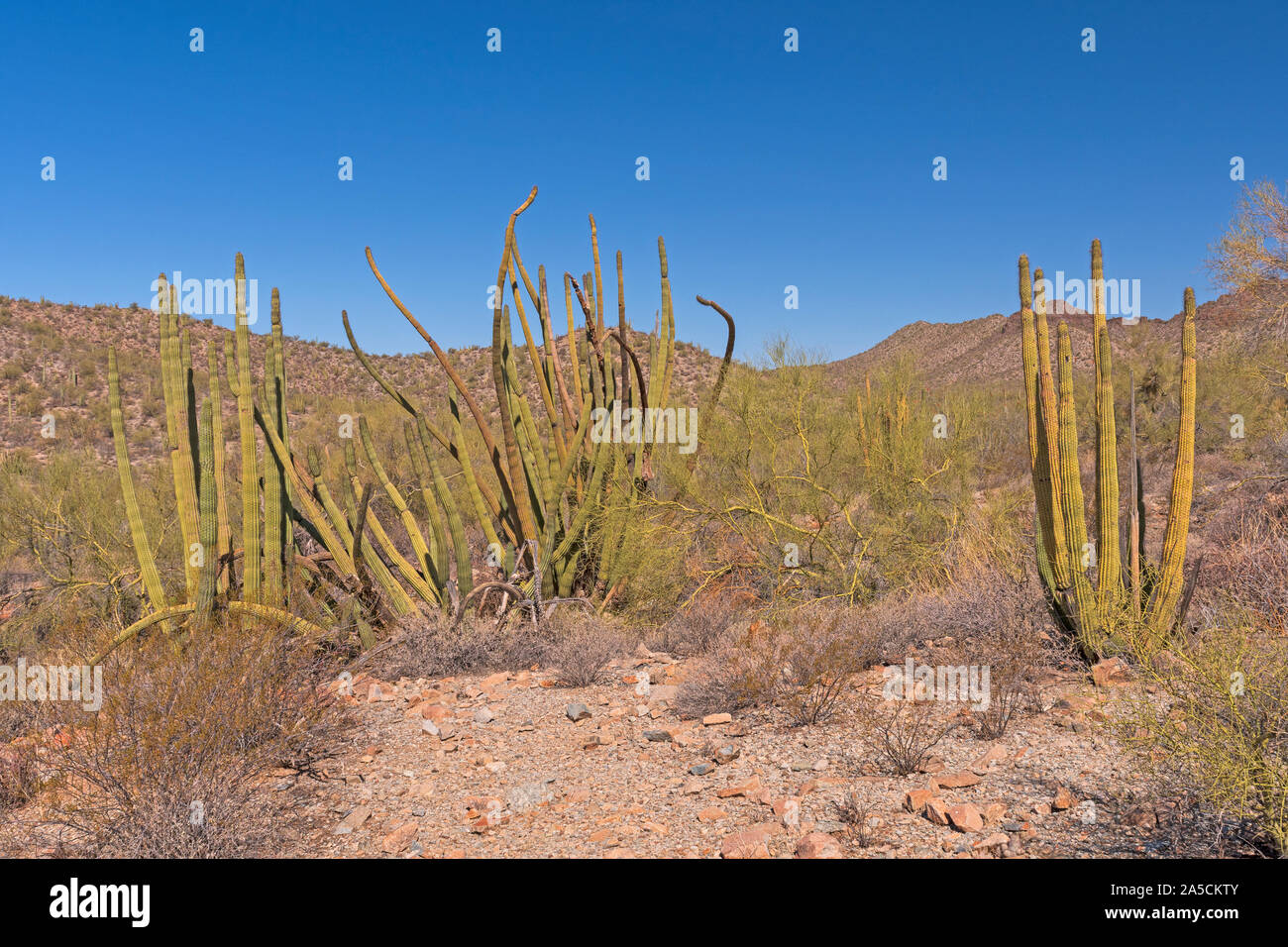 Organo a canne Display cactus nel deserto in organo a canne Cactus Natinoal Monument in Arizona Foto Stock