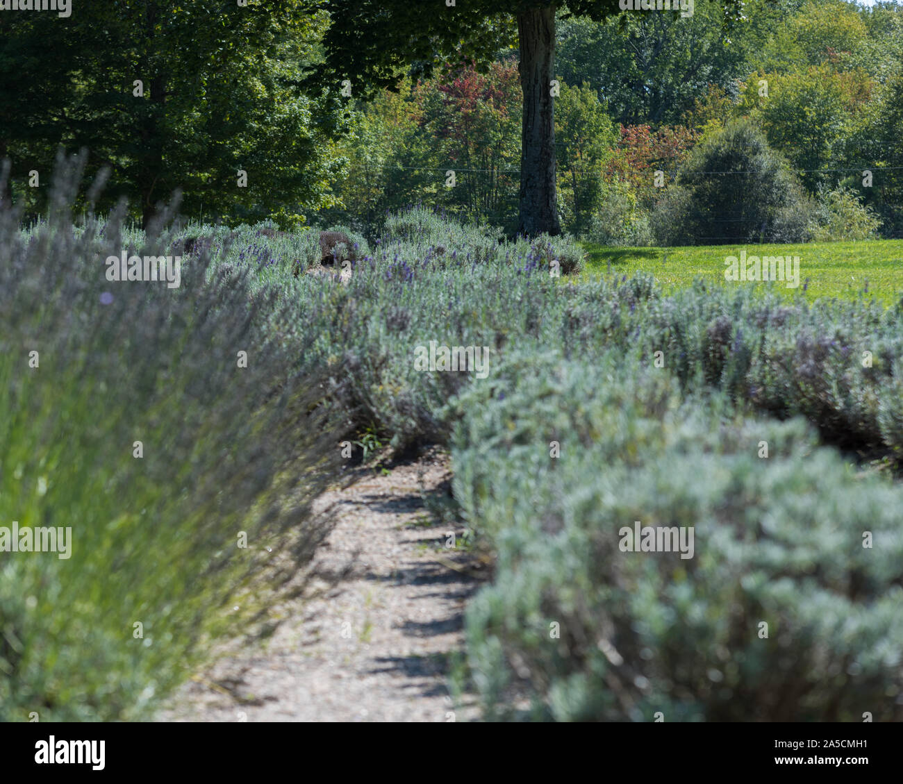 Cespugli di lavanda in crescita in righe sulla fattoria di lavanda in Provenza Foto Stock