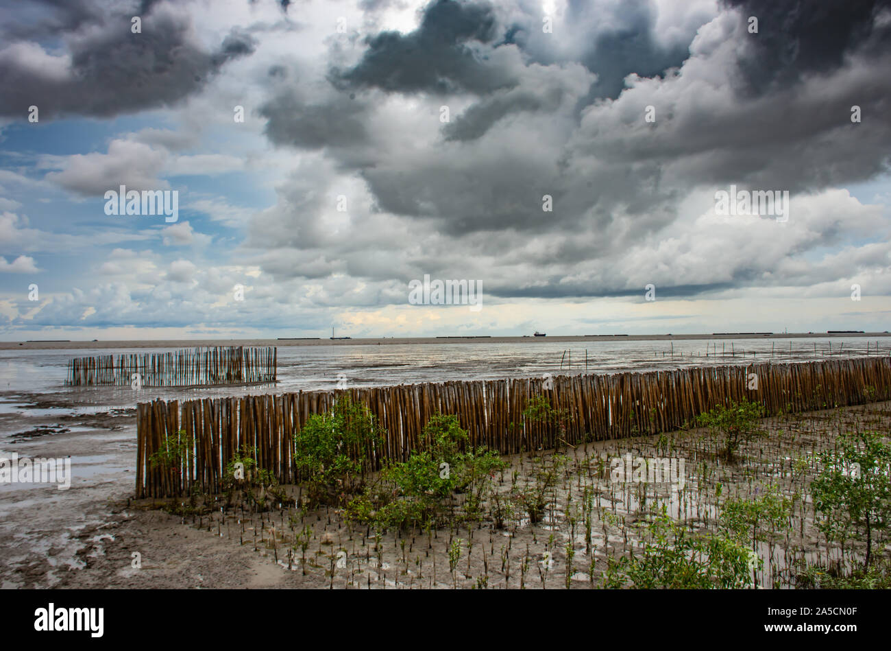 Alberi piantati in mare a Bang pu in Samut Prakan. Foto Stock