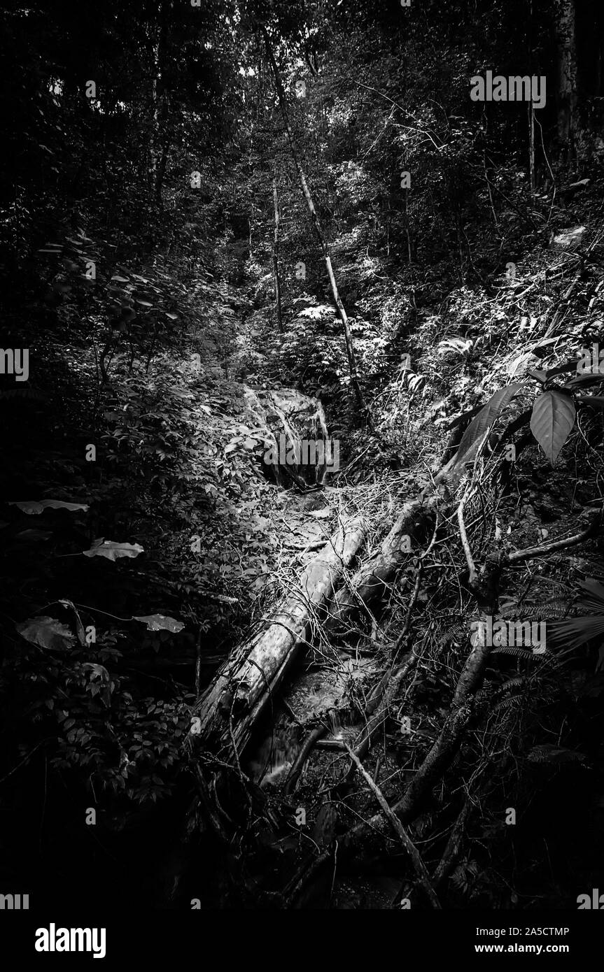 Misteriosa scena in scala di grigi dai boschi con rami di alberi gettato nel mezzo del percorso Foto Stock