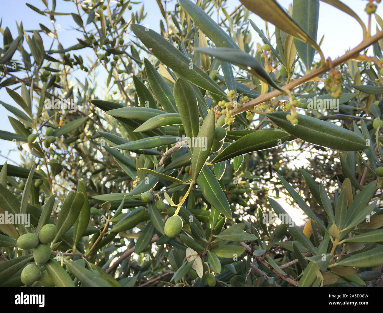 Olive e fiori sull'olivo. Foto Stock