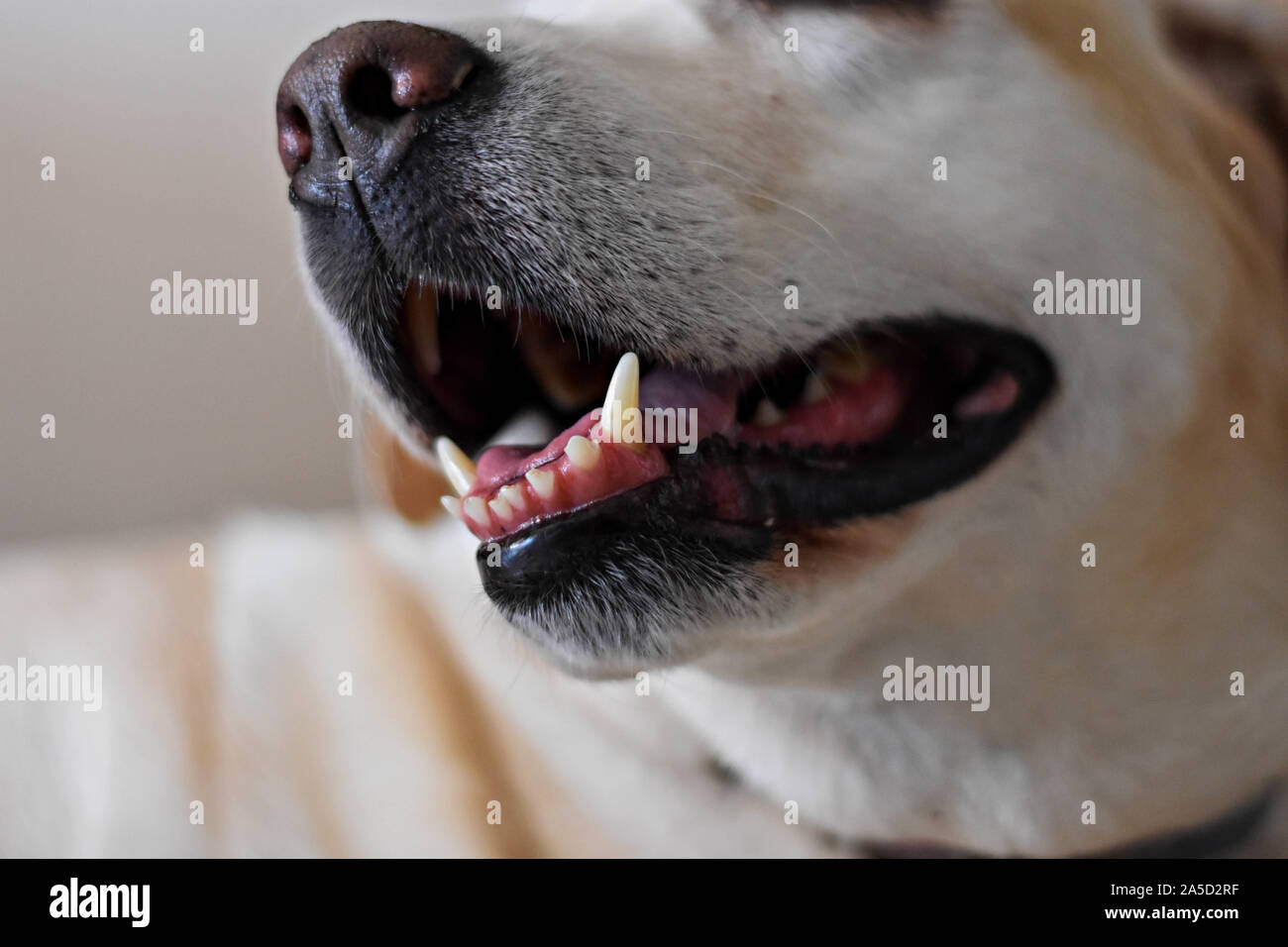 Vista dettagliata del Labrador retriever dog-bocca aperta, la lingua di  fuori con sfondo sfocato/ Closeup denti di cane Foto stock - Alamy