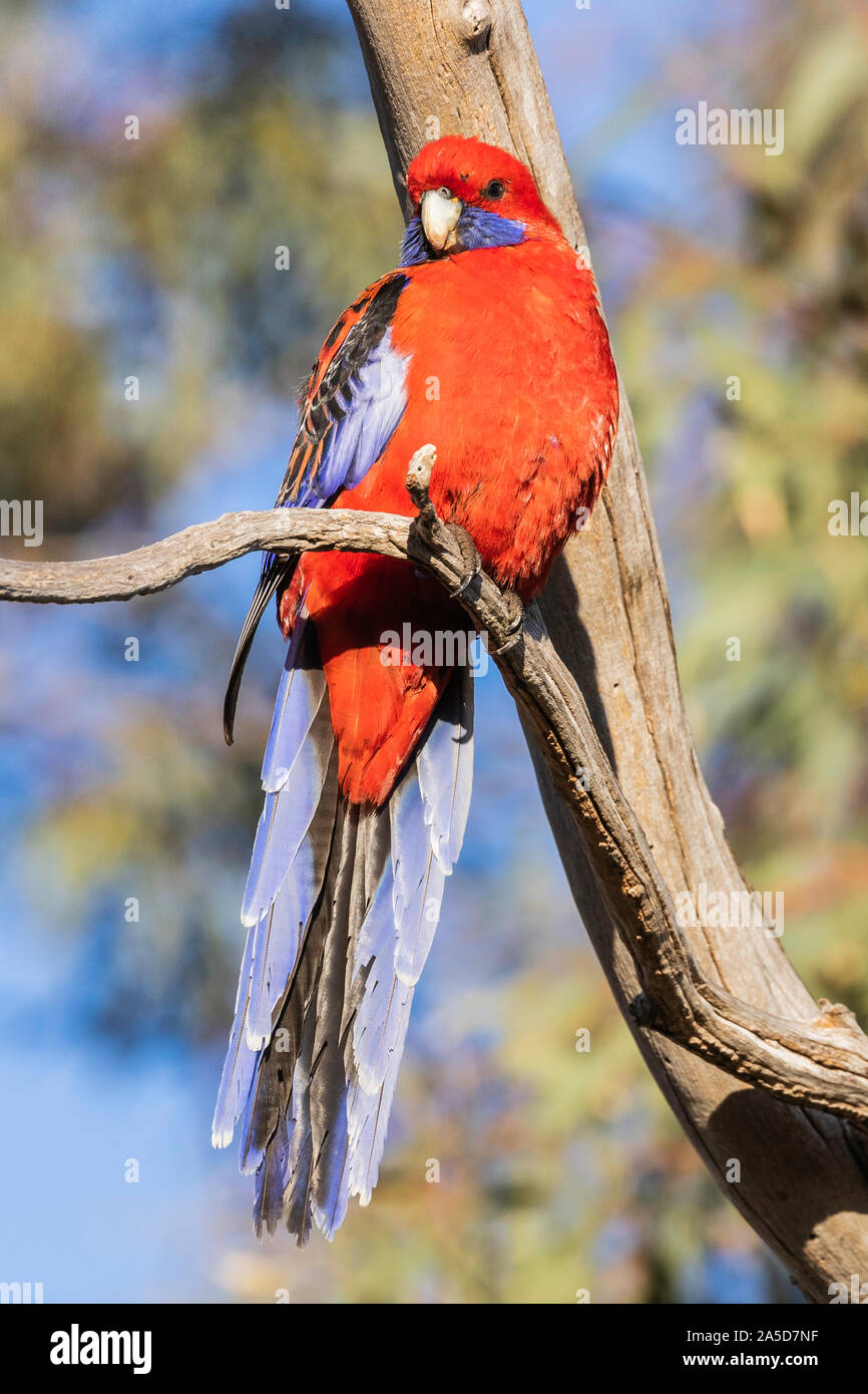 Crimson Rosella at Red Hill Riserva Naturale, ACT, Australia su una mattina di primavera nel mese di ottobre 2019 Foto Stock