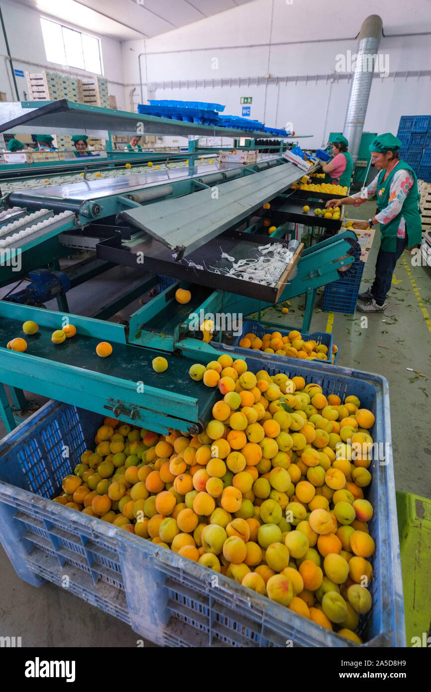 Frutto di cernita e di imballaggio impianto industriale Foto Stock