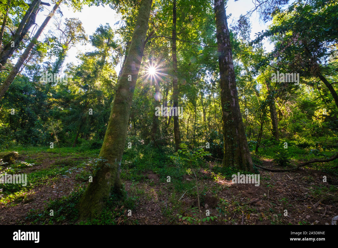 Sole che splende attraverso gli alberi nei boschi Foto Stock