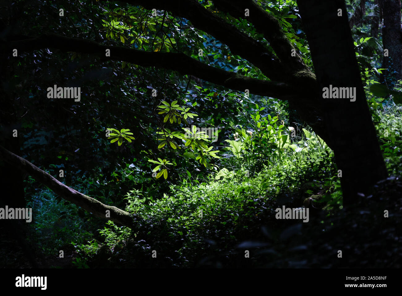 Giornata soleggiata nel bosco Foto Stock