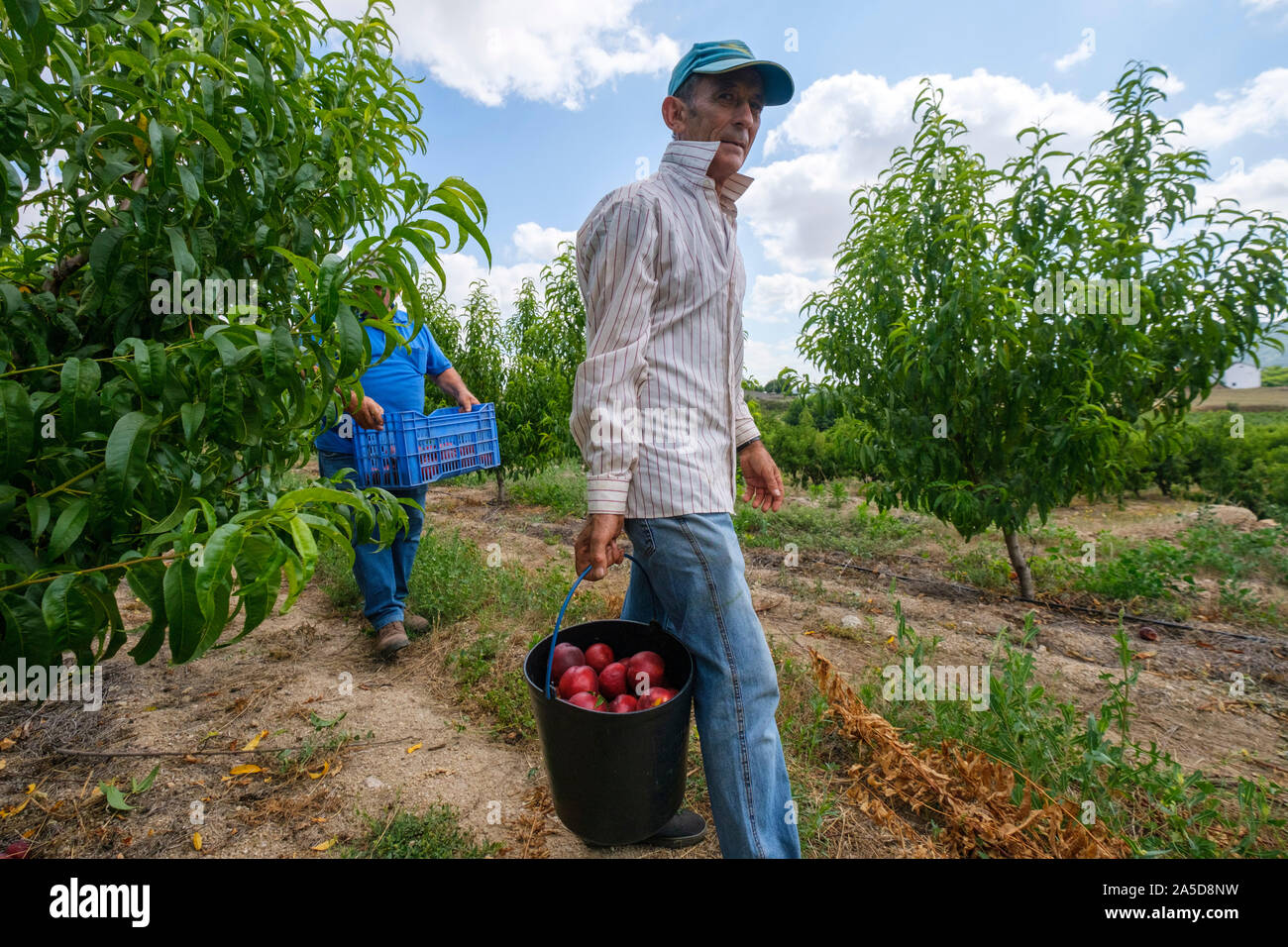 La gente la raccolta di frutti su un frutteto Foto Stock