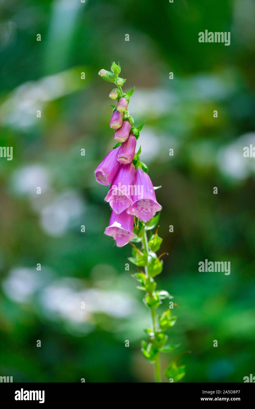 Digitalis purpurea aka floxgove viola fiore Foto Stock