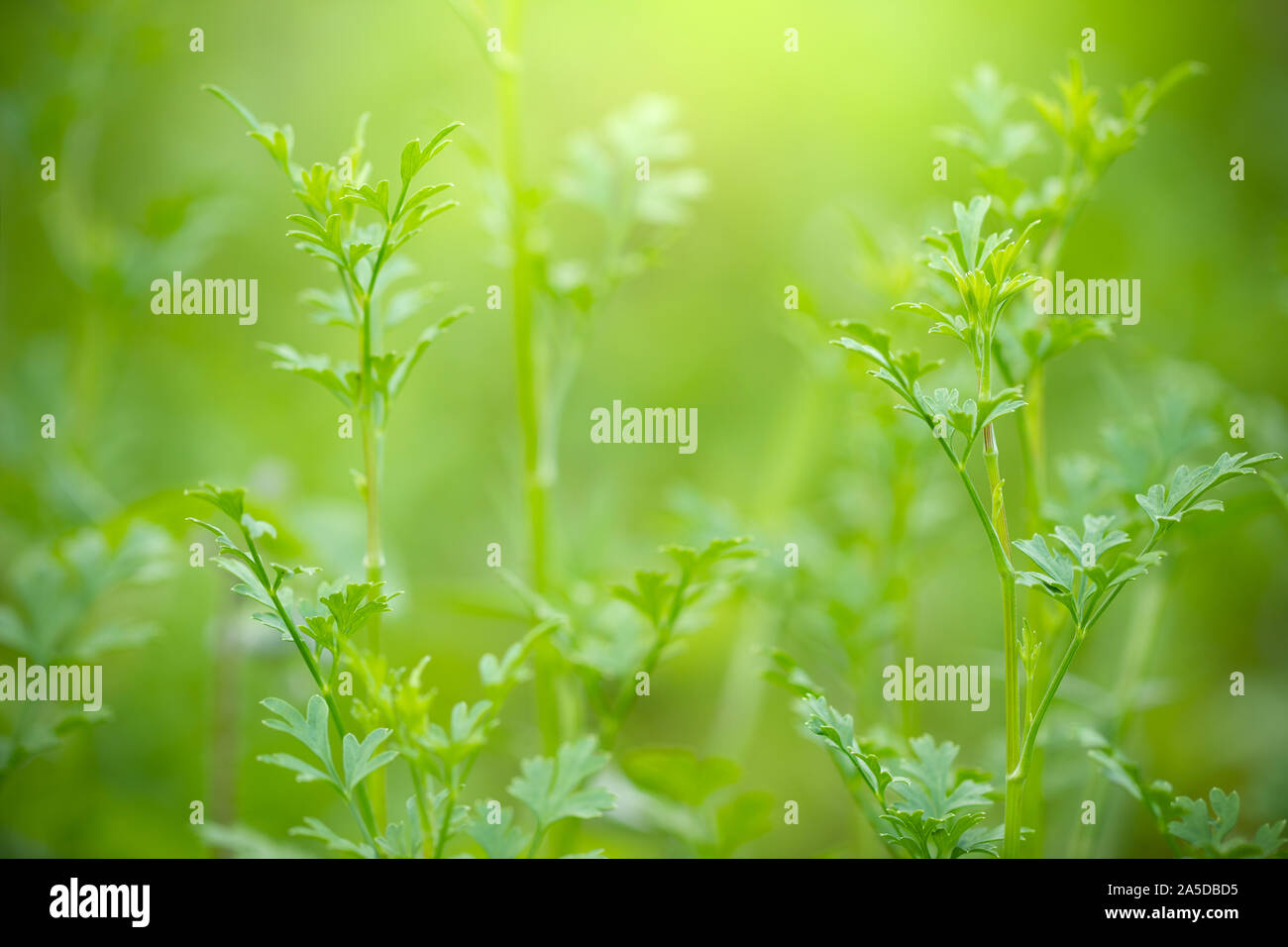 Coriandrum spp sulla natura verde sullo sfondo e la luce del sole di mattina a azienda agricola biologica. Primo piano e copia di spazio. Concetto di piante medicinali o erbe. Foto Stock
