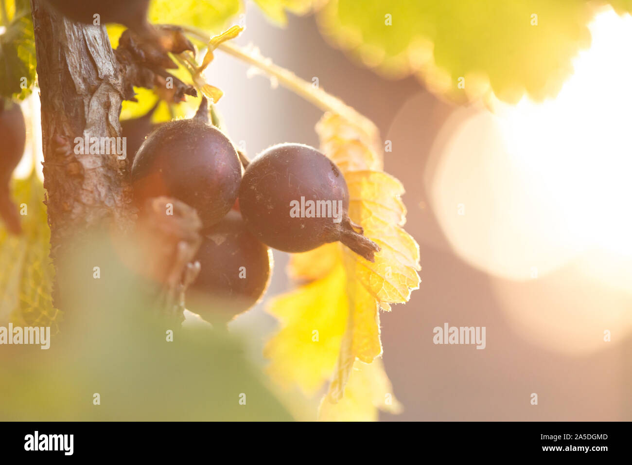 Ribes nero Jostaberry ramo di bush per gli sfondi in tedesco giardino. Messa a fuoco poco profonde dello sfondo. Retroilluminato con raggi solari del bruciatore a fiamma viva. Foto Stock