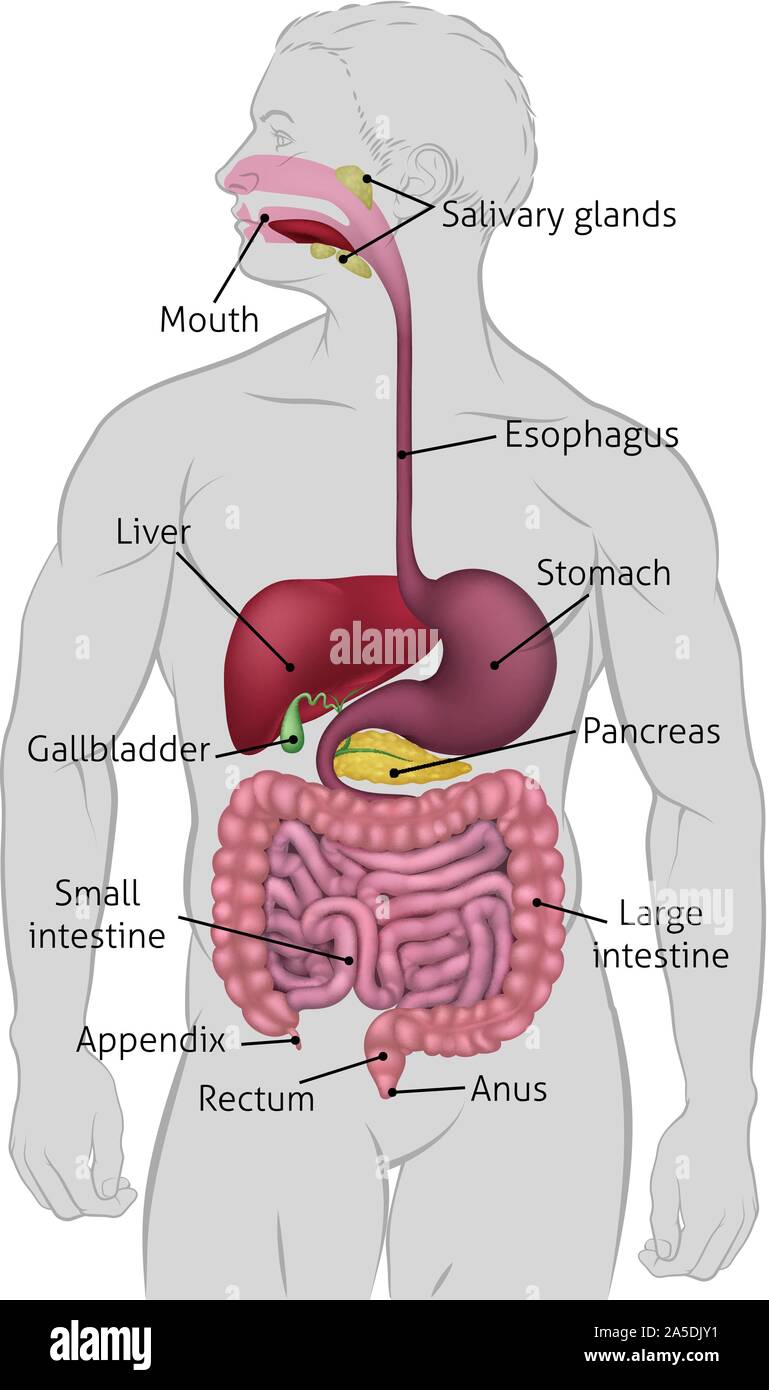 Apparato gastrointestinale umano sistema digestivo Illustrazione Vettoriale