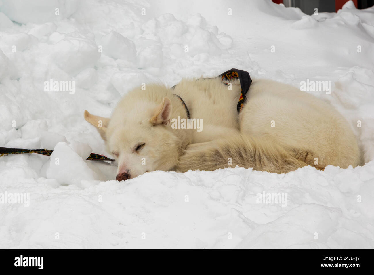 Cane che giace nella neve e nel sonno, Kiruna county, Lapponia svedese, Svezia Foto Stock