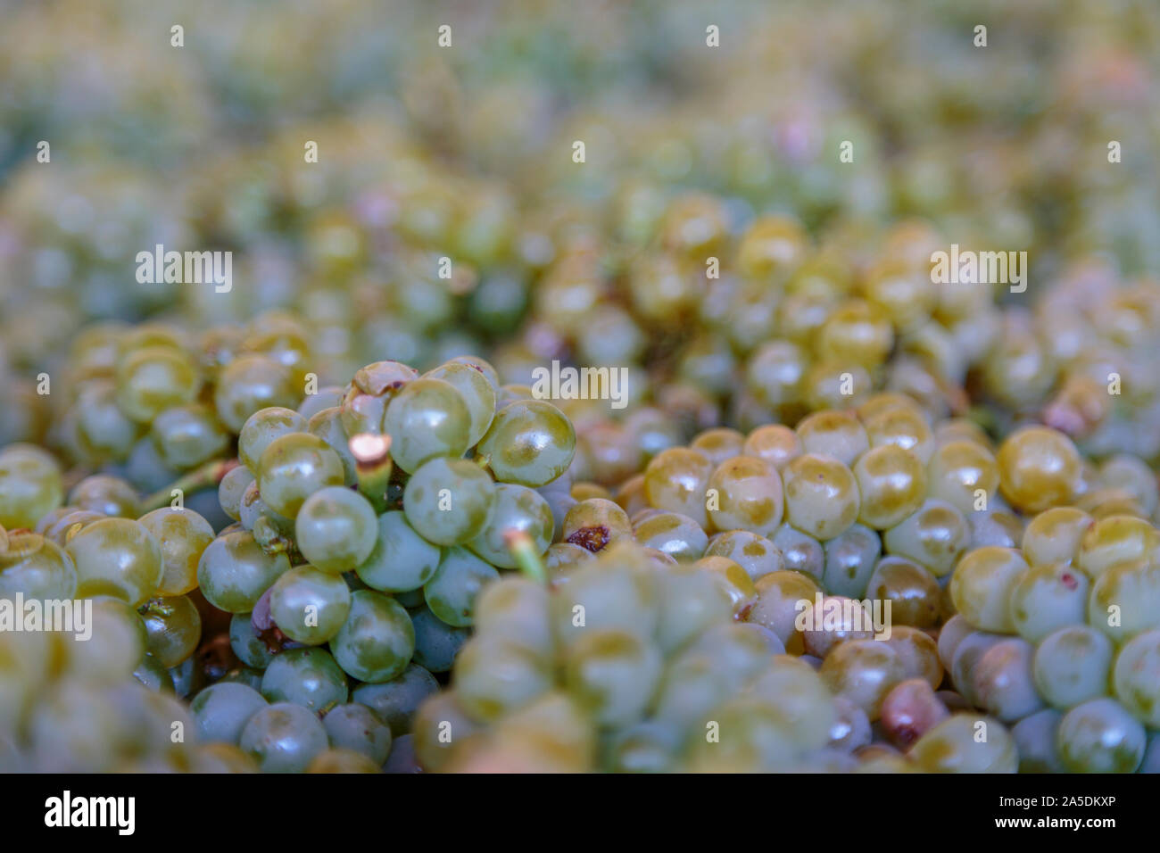 Grappolo di uva bianca, Stellenbosch, Sud Africa Foto Stock