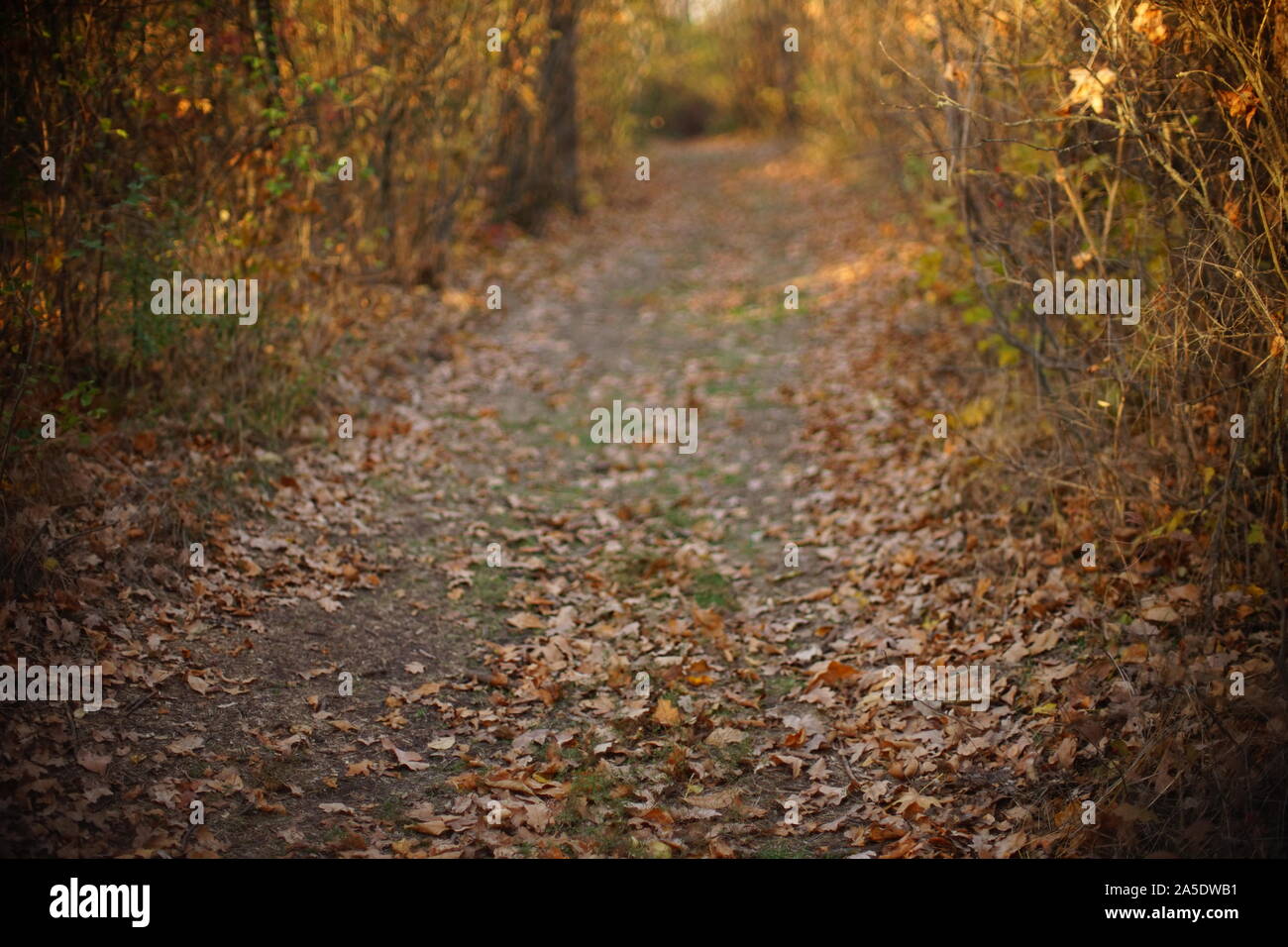 Strada nella foresta di autunno nella giornata di sole Foto Stock