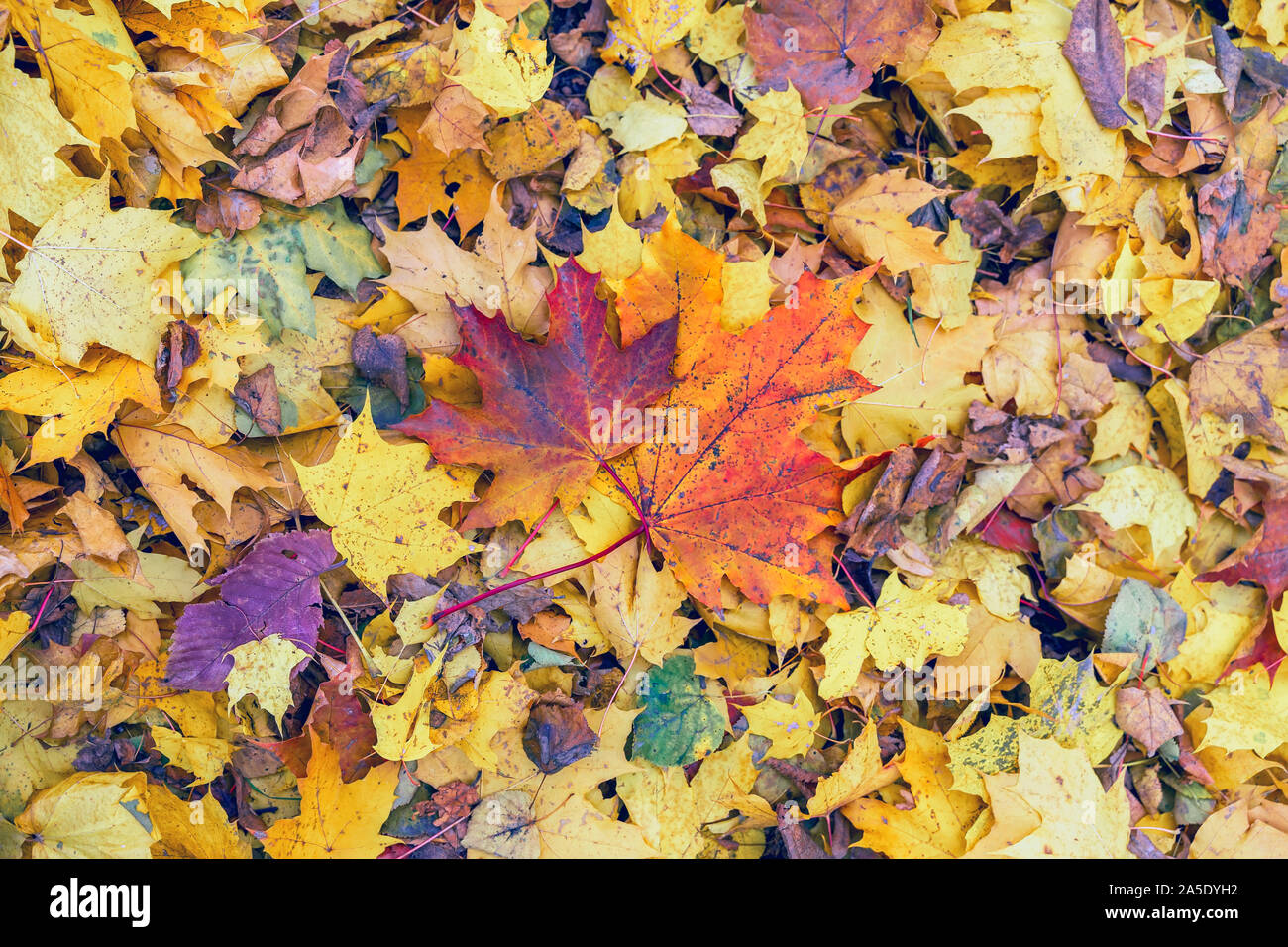 Coppia di bright caduti autunno foglie di acero sul terreno su sfondo varietà di altre foglie colorate. Stagioni, nostalgico umore Foto Stock