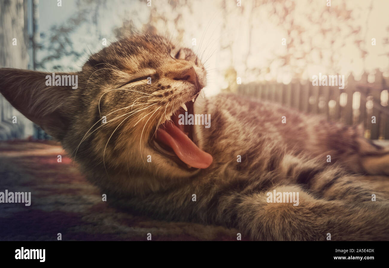 Close up ritratto di sleepy striped cat sbadigli come recante all'esterno. Foto Stock