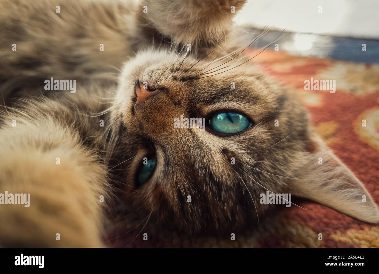 Close up ritratto di auto di divertenti piccole gattino, bellissimi occhi azzurri, giocando con la fotocamera, zampe tese. Adorabile gatto striato che stabilisce sulla moquette Foto Stock
