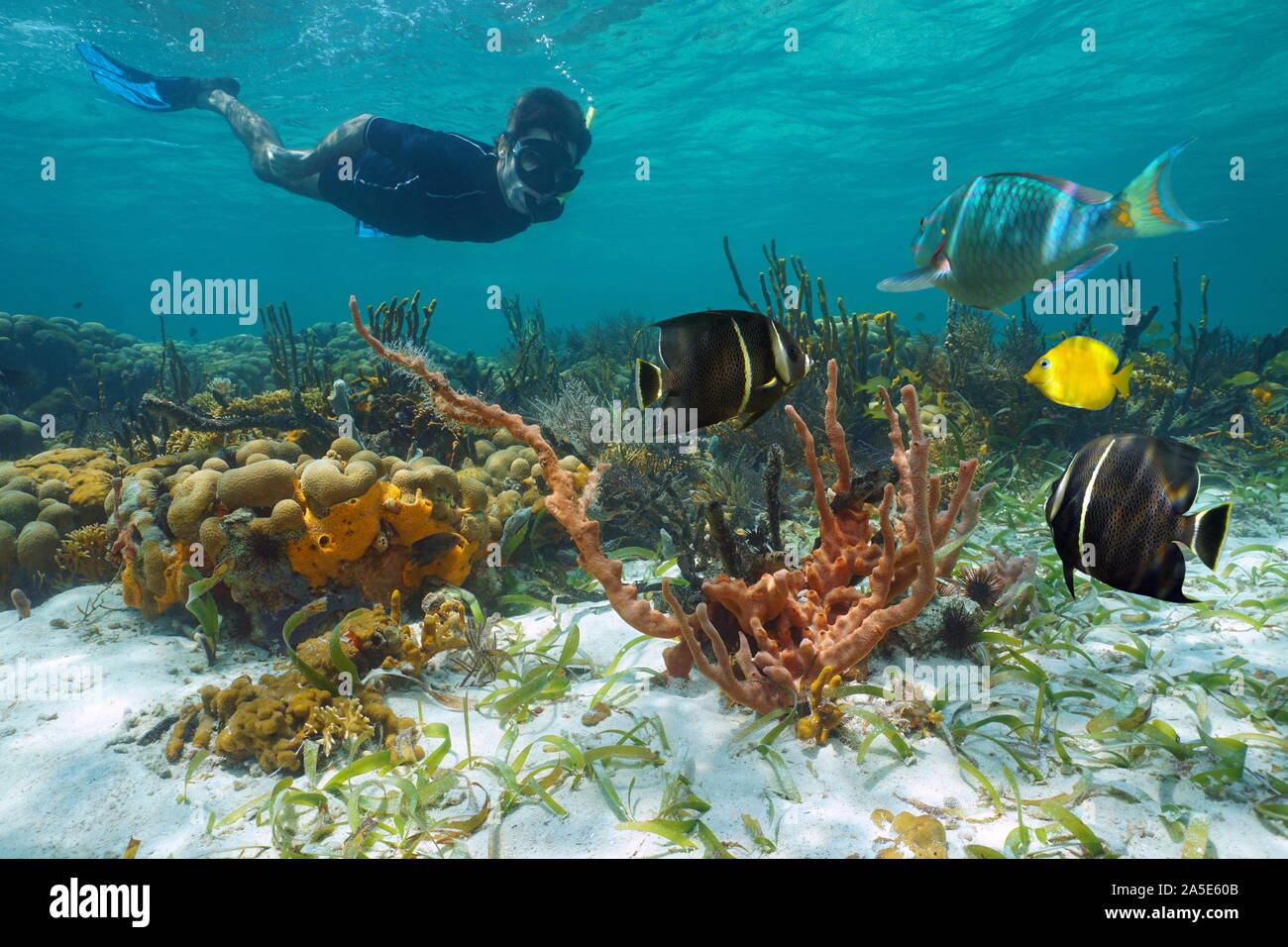 Mar dei Caraibi underwater Coral reef con colorata vita marina e un uomo lo snorkeling Foto Stock