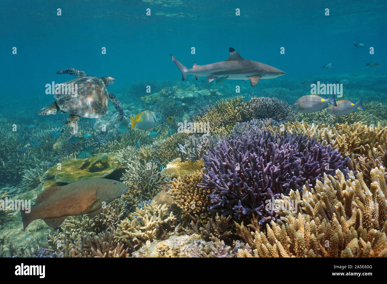 Una sana barriera corallina con pesci tropicali, tartarughe marine e sottomarine di squalo, oceano pacifico, Oceania Foto Stock