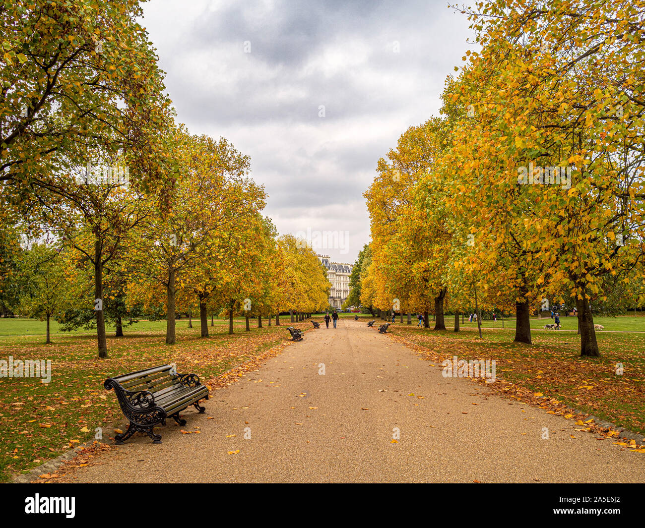 Viale alberato percorso, i giardini di Kensington, London, Regno Unito. Foto Stock