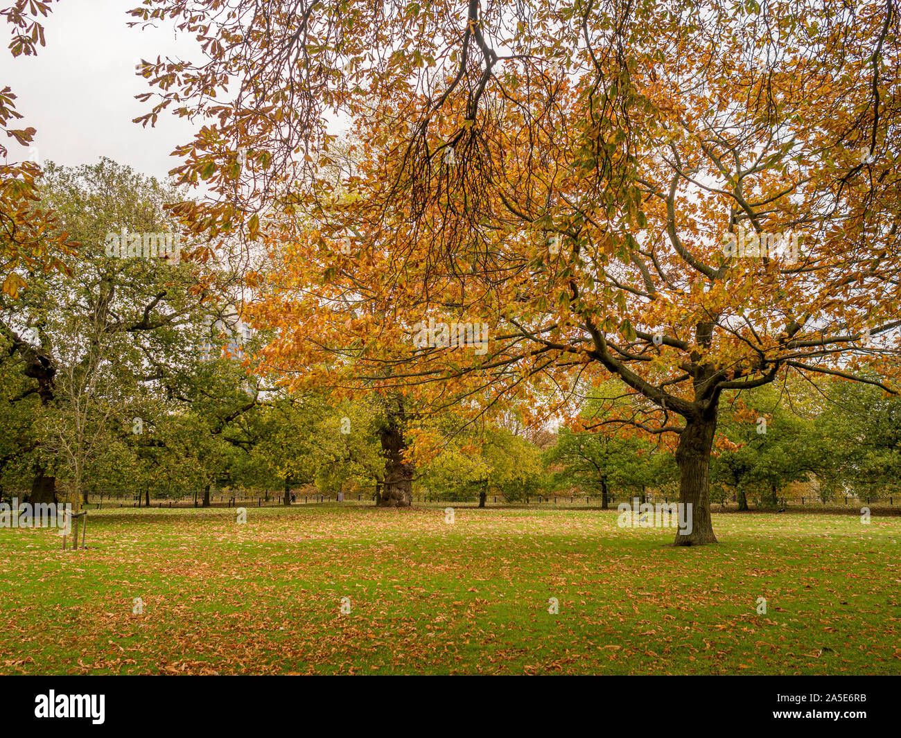 Hyde Park in autunno, Londra, Regno Unito. Foto Stock