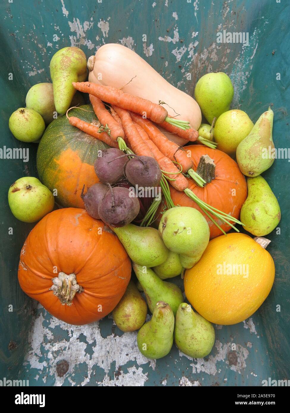 Medley colorati di autunno di frutta e verdura per una festa della  mietitura; zucche, zucche, carote, barbabietole e pere da un giardino  inglese, Ottobre 2019 Foto stock - Alamy