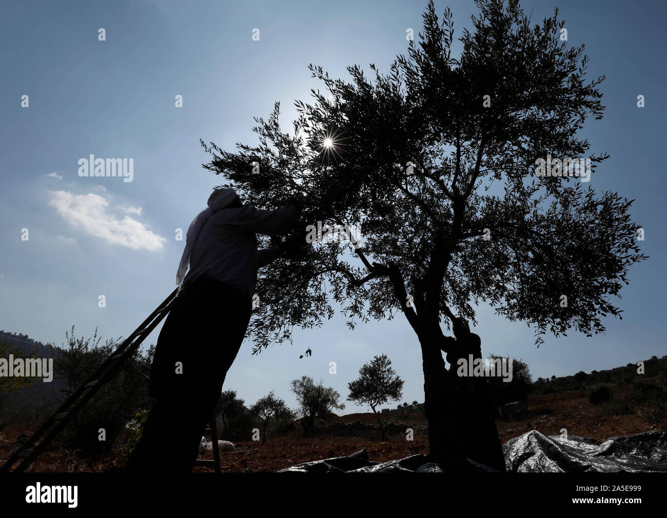 Nablus, West Bank città di Nablus. Xix oct, 2019. Agricoltori palestinesi raccolta delle olive durante la stagione del raccolto nel villaggio di Labano al-Sharqiya, vicino la Cisgiordania città di Nablus, Ottobre 19, 2019. Credito: Ayman Nobani/Xinhua/Alamy Live News Foto Stock