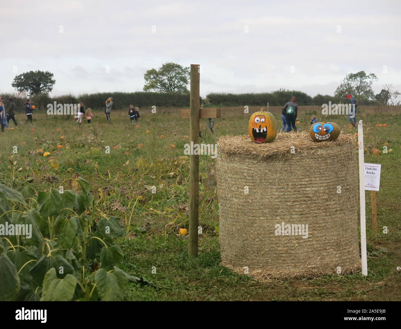 Due intagliato e decorato le zucche a sedersi su una grande balla di paglia all'entrata di un inglese di scegliere la vostra azienda di zucca; Ottobre 2019 Foto Stock