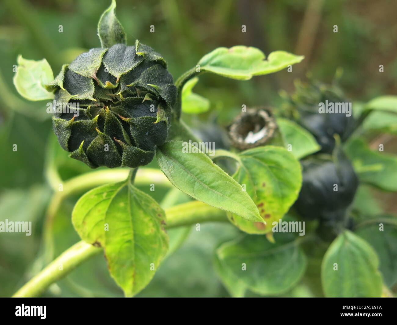 Close-up di un girasole con un avvolta a ricciolo bud in un campo alla fine della stagione di crescita. Foto Stock