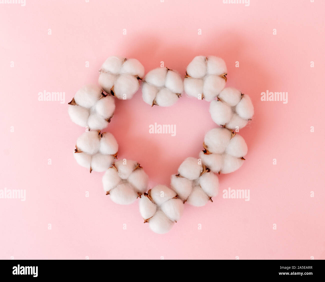 Il cotone bolls laici in ordine come forma di cuore su sfondo rosa. Foto Stock