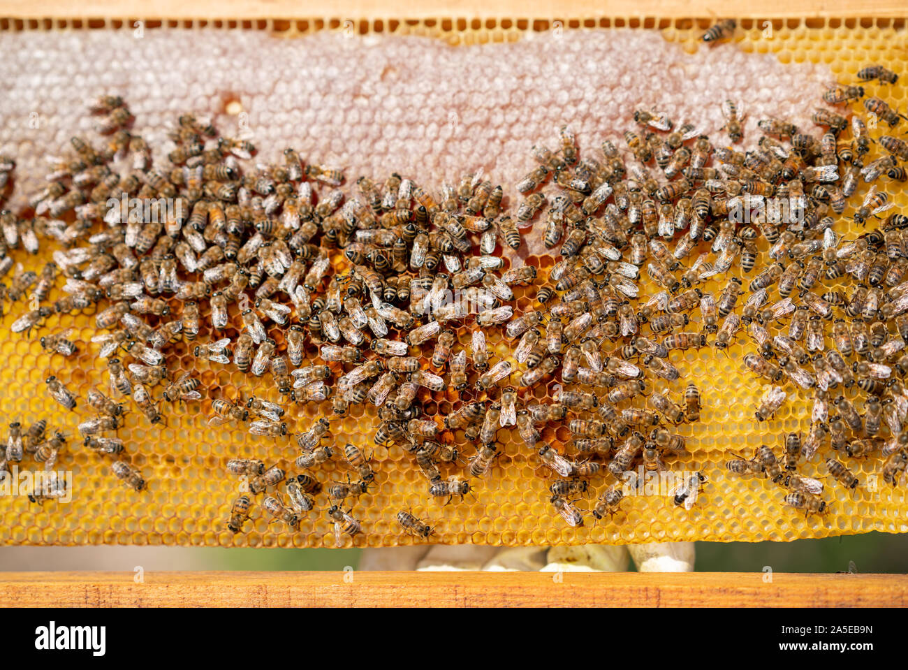 Bee sono lavorando duro per la produzione di miele in favo di miele. Foto Stock