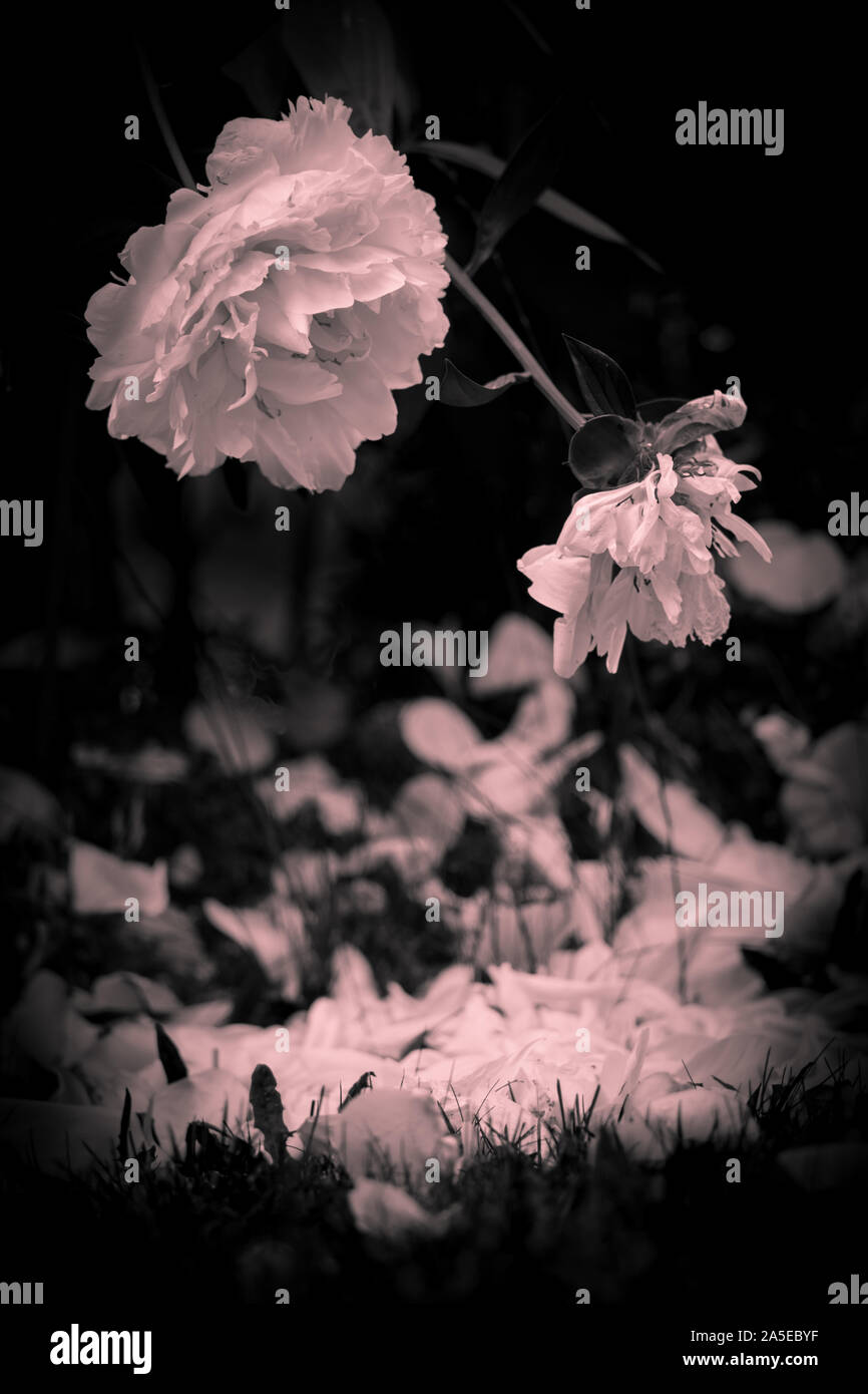 Una rosa perde i suoi petali in tarda estate. Artisticamente filtrata in bianco e nero. Foto Stock