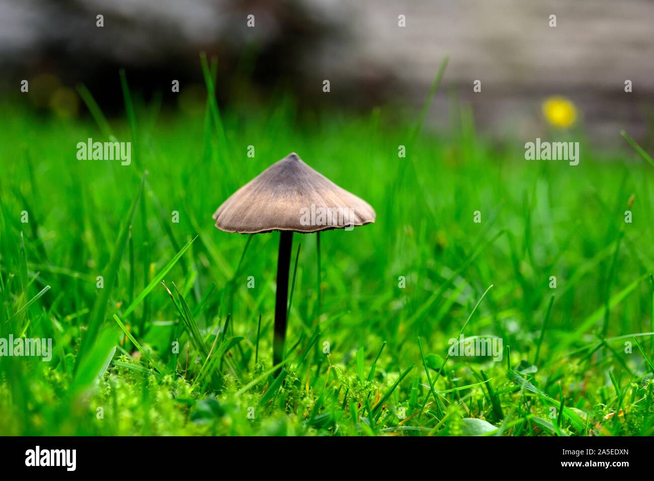 Testa a fungo da giardino,Toadstool Foto Stock