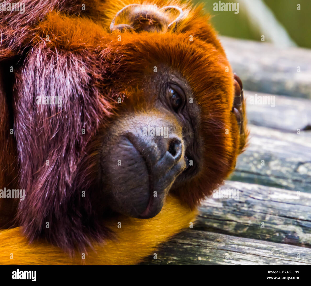 Primo piano del volto di una ramata titi, esotico rosso scimmia, tropicali specie di primate dell'America del sud Foto Stock