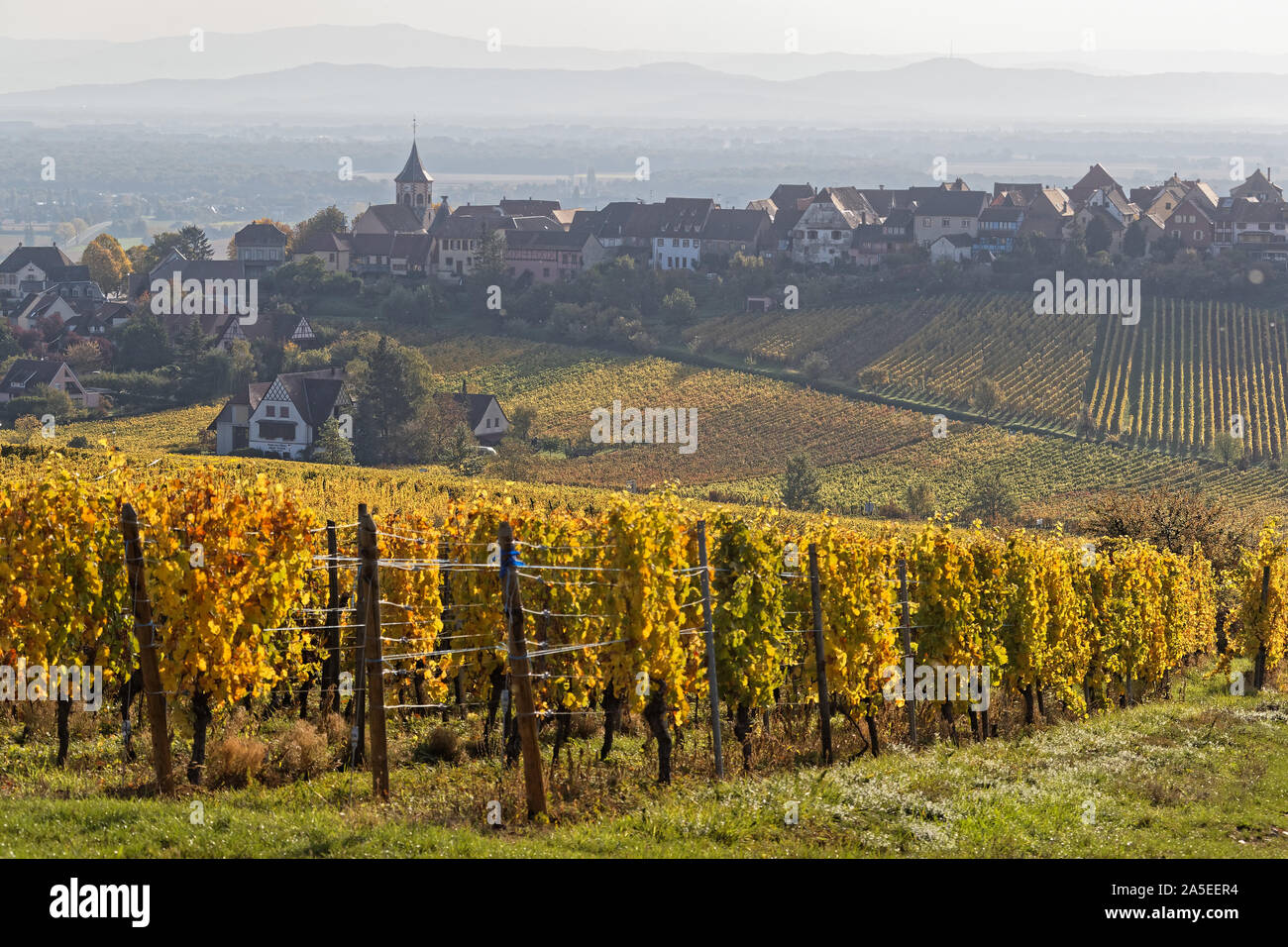 Zellenberg, un villaggio alsaziano circondato dai vigneti Foto Stock