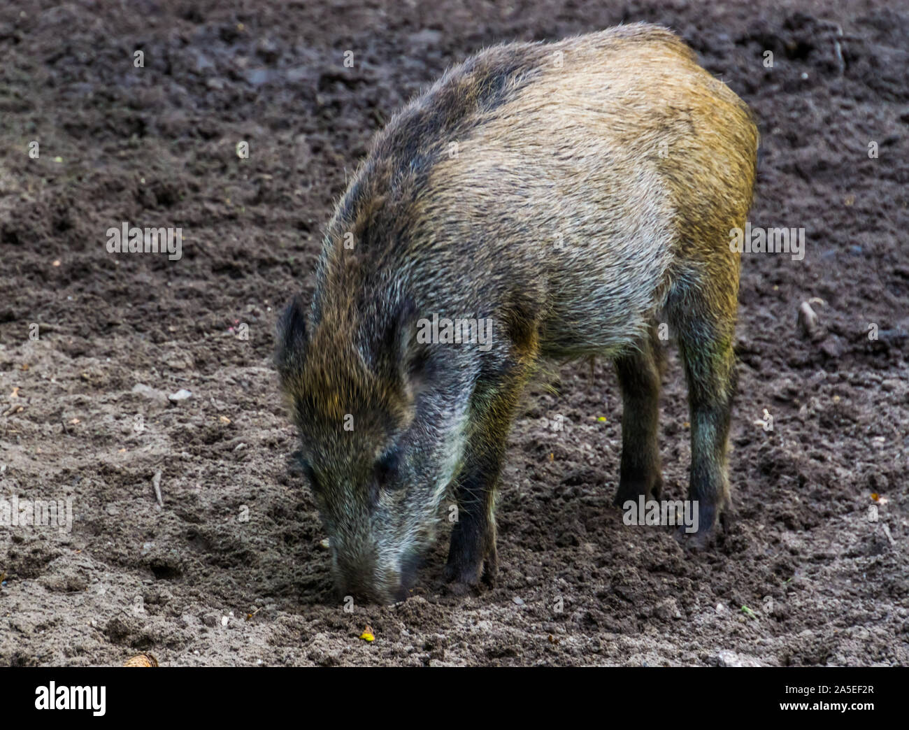 Ritratto di un cinghiale estirpazione di terra, istintuale del comportamento di maiale, comune specie animale da Eurasia Foto Stock