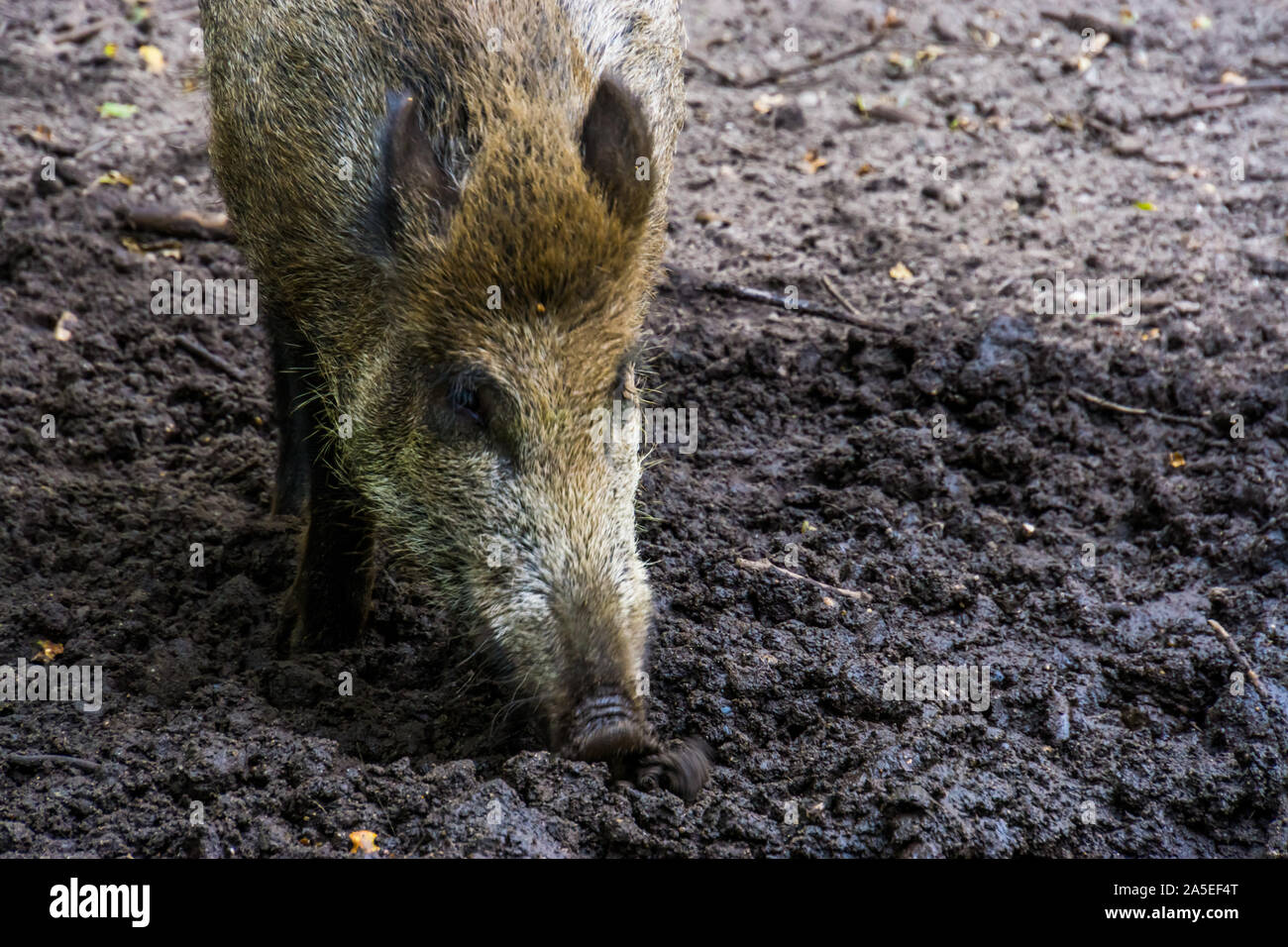Primo piano di un cinghiale estirpazione in terra, popolare specie di maiale da Eurasia Foto Stock