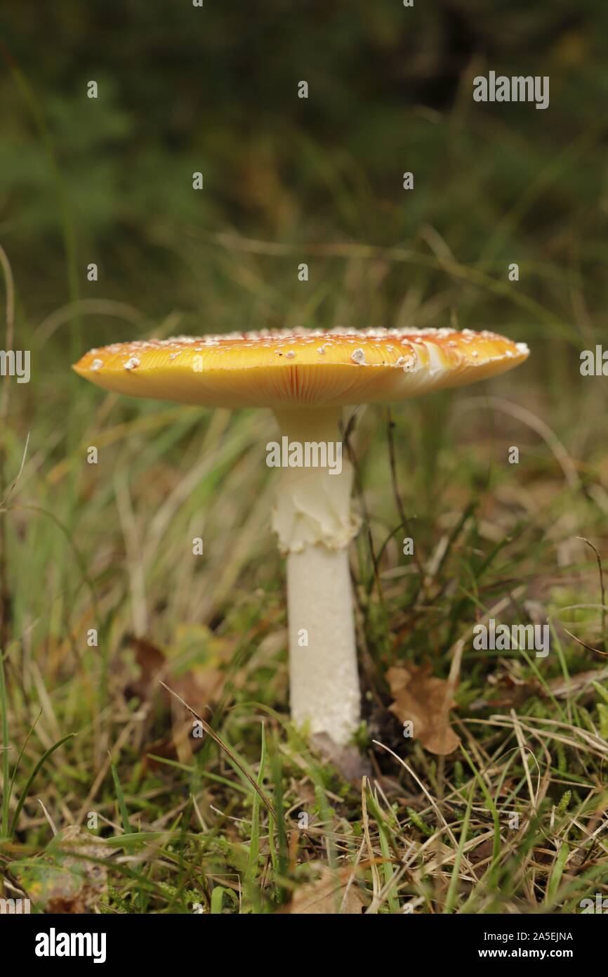 Fly agaric o amanita muscaria un rospo bello sgabello con colori bianco e rosso, Foto Stock